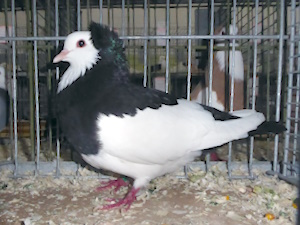 Echterdinger Farbentaube