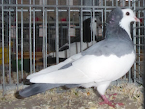 Echterdinger Farbentaube