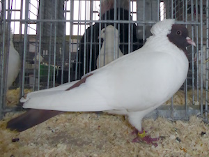 Süddeutscher Mohrenkopf