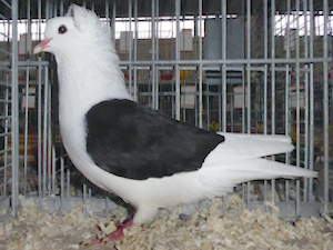 Süddeutsche Schildtaube