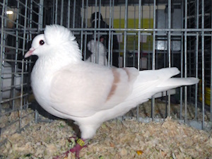 Süddeutsche Schildtaube