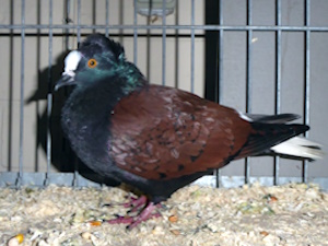 Süddeutscher Weißschwanz